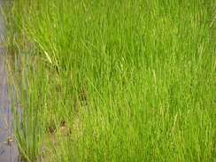 wetland10 wetland10