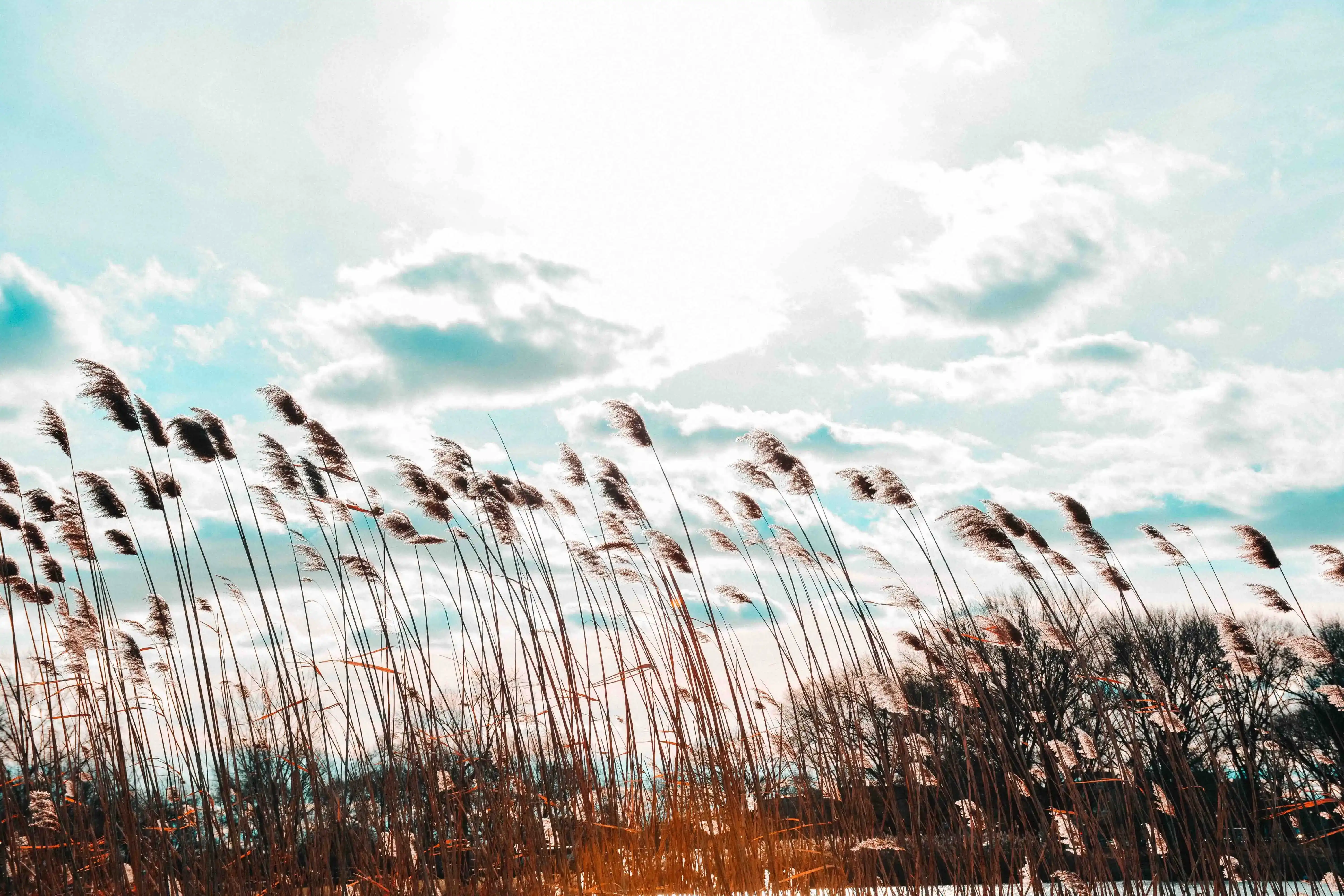 Phragmites wind with cloudy sky v2