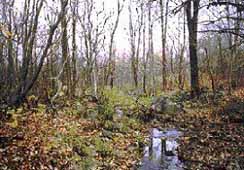 wetland4 wetland4