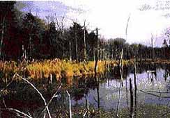 wetland1
