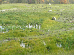 wetland11