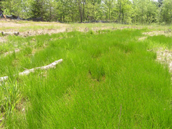 wetland12