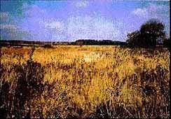 wetland5