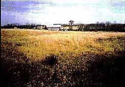 wetland6