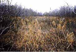 wetland8