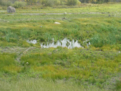 wetland9